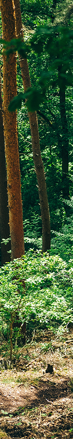 All4running trail
